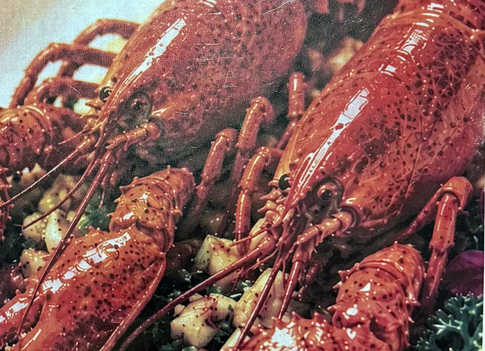 Double Lobster Special